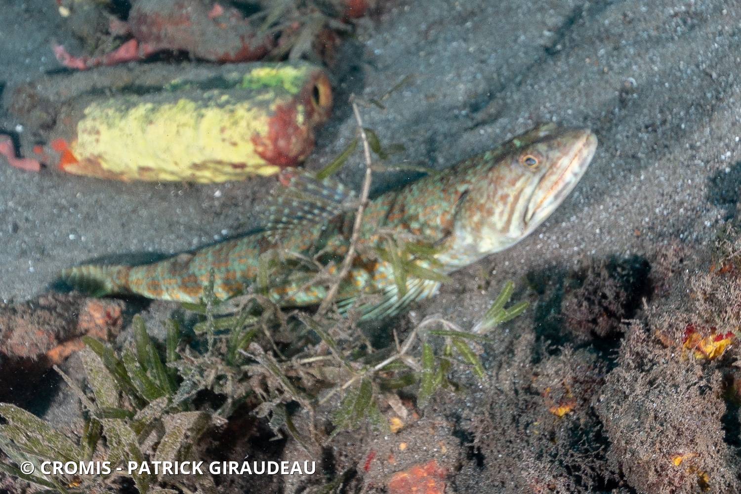 Poisson-lézard rayé