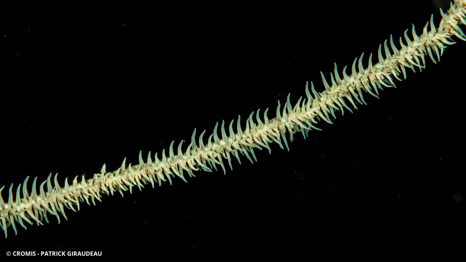 Corail fil de fer