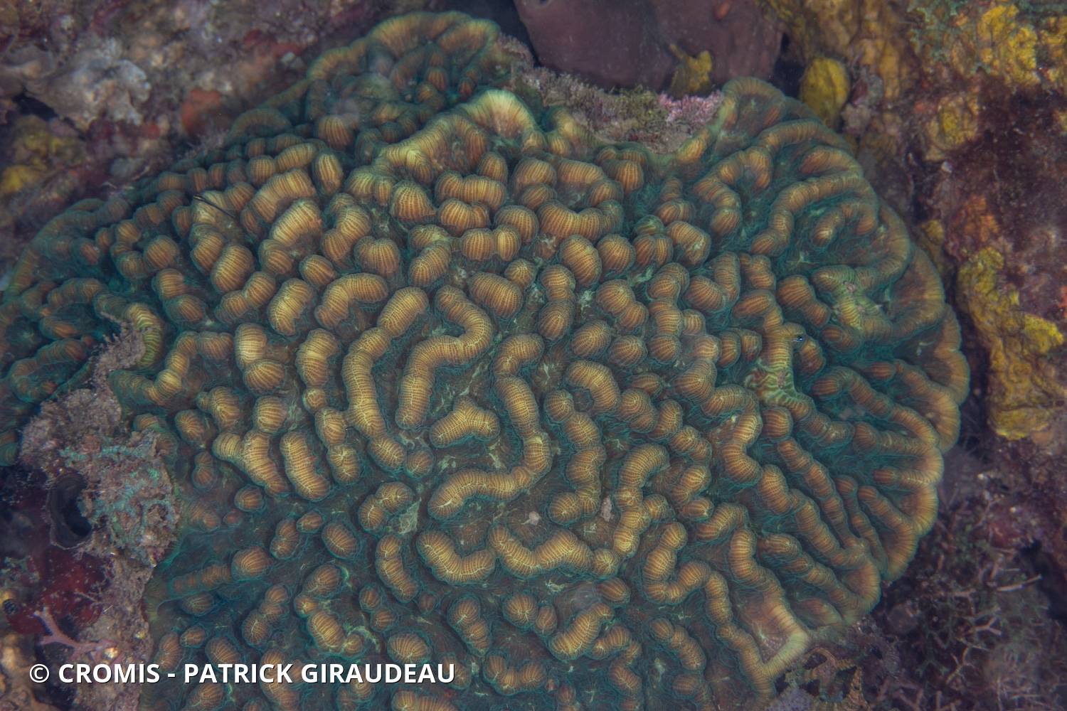 Corail cactus rugueux