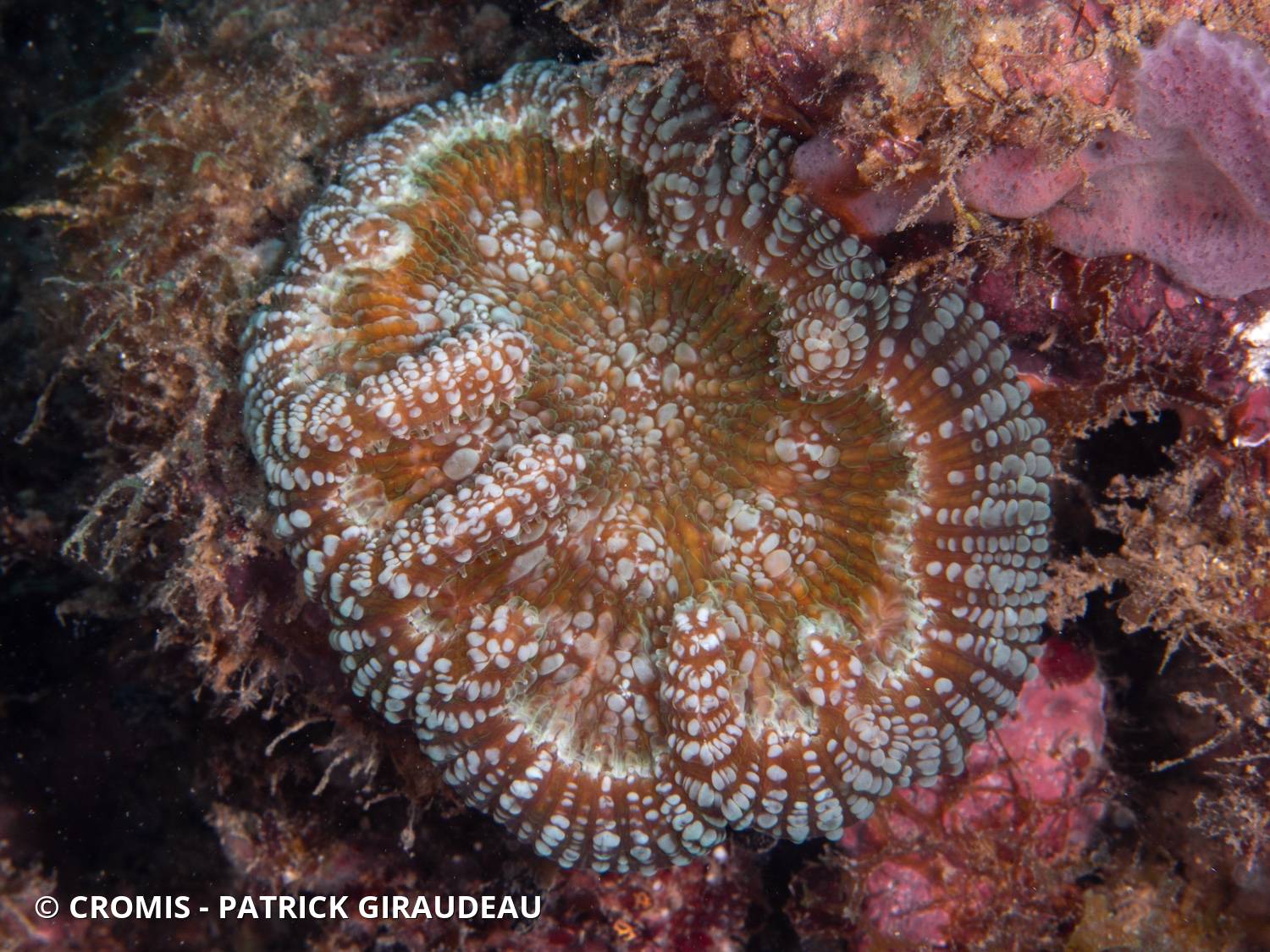 Corail cactus à bosses