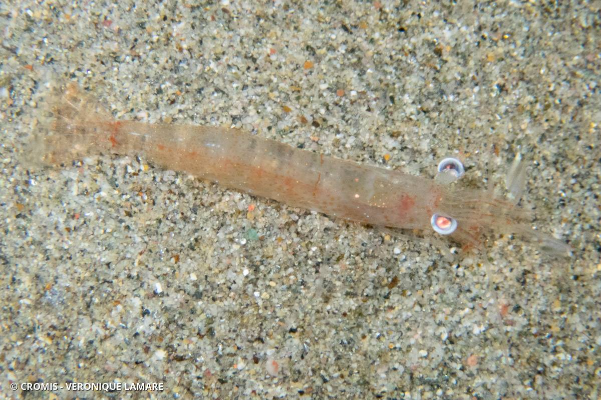 Crevette autruche à gros yeux