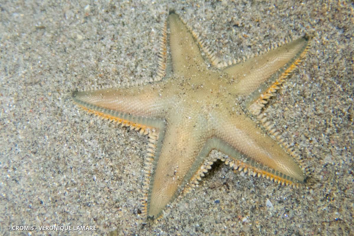 Etoile peigne de Johnston