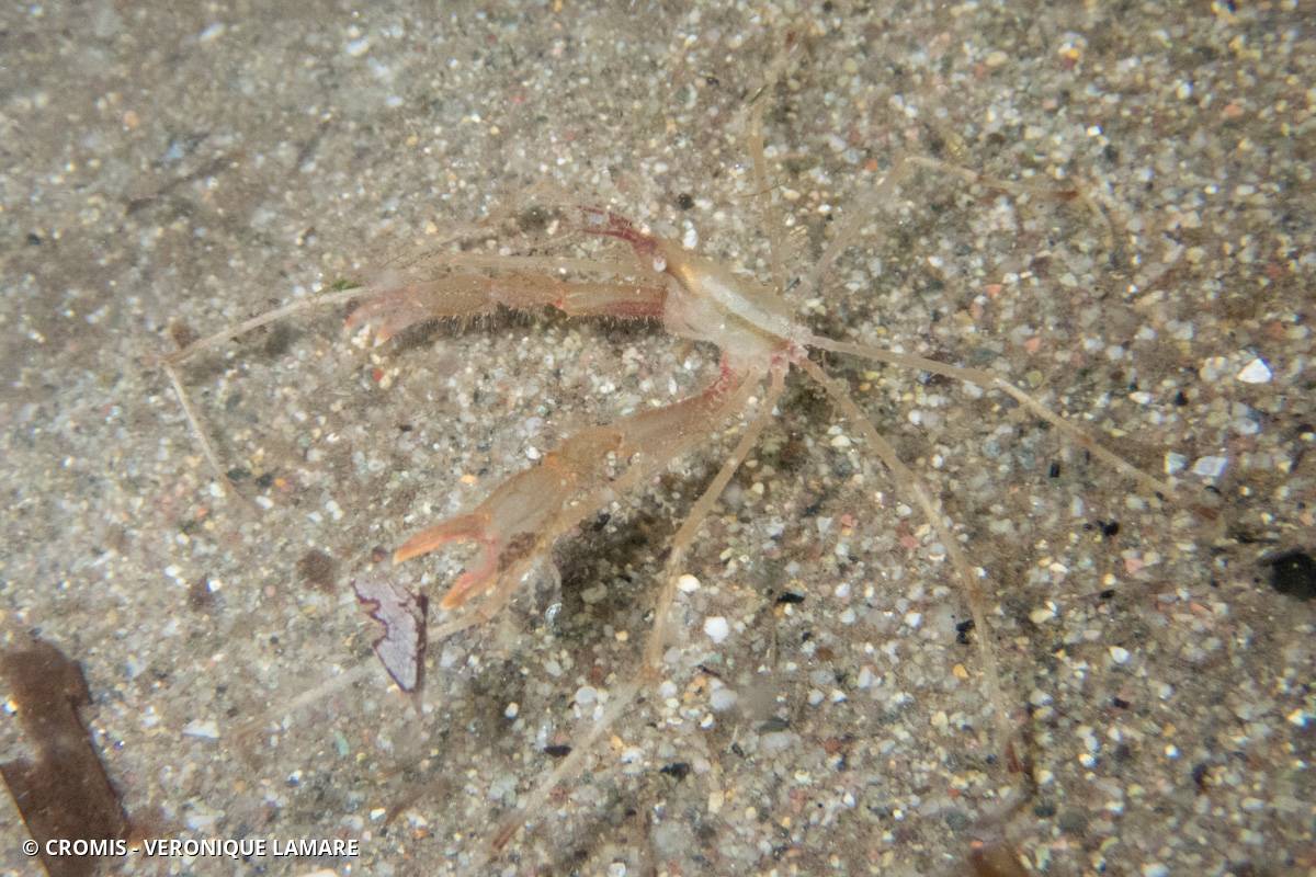 Macropode à long rostre