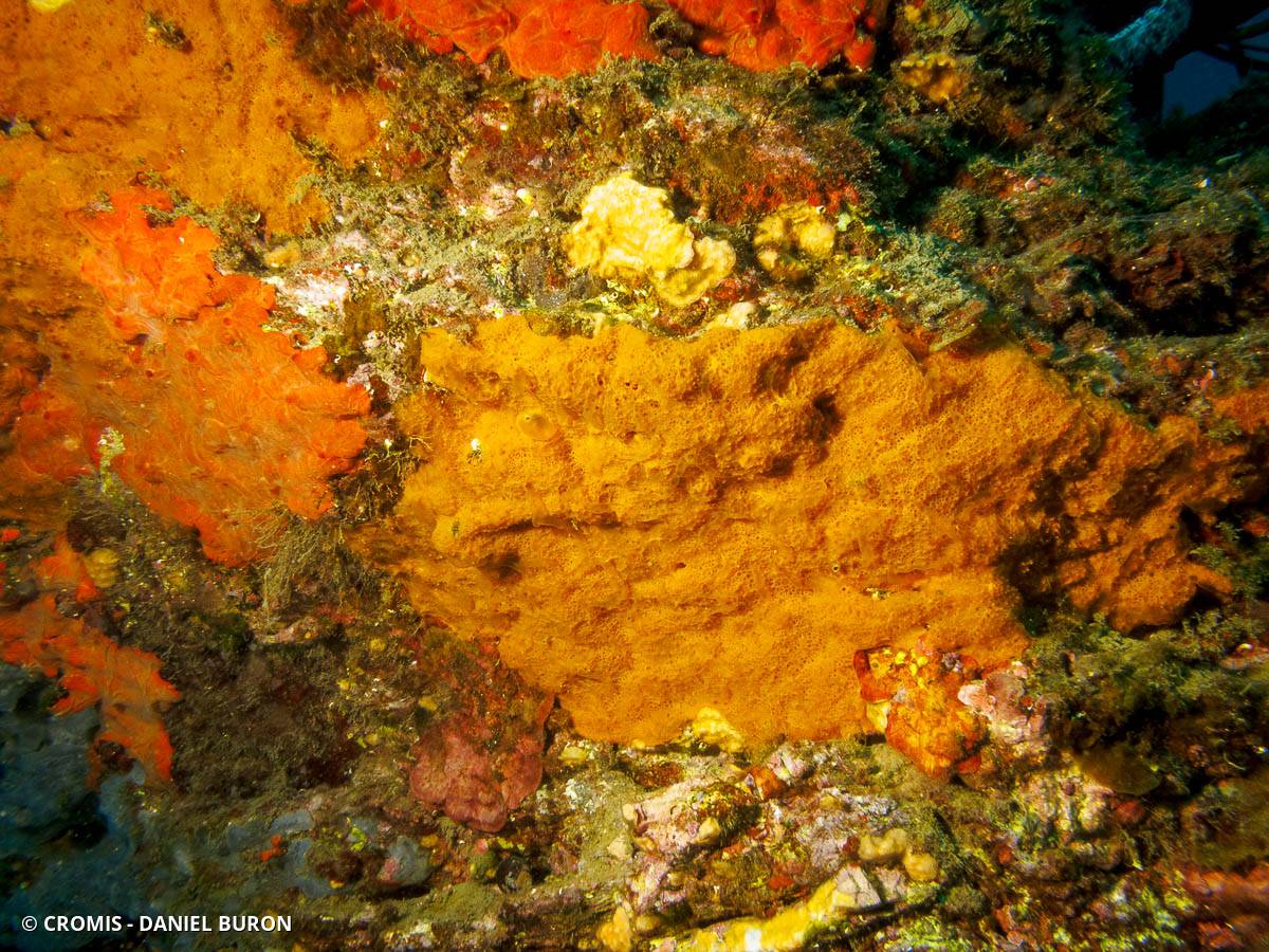 Scopaline ocre