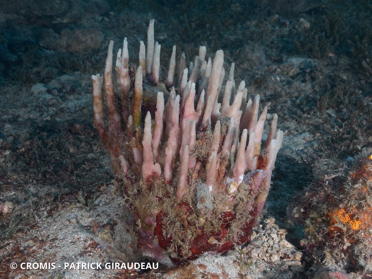 Eponge pinceau des Caraïbes
