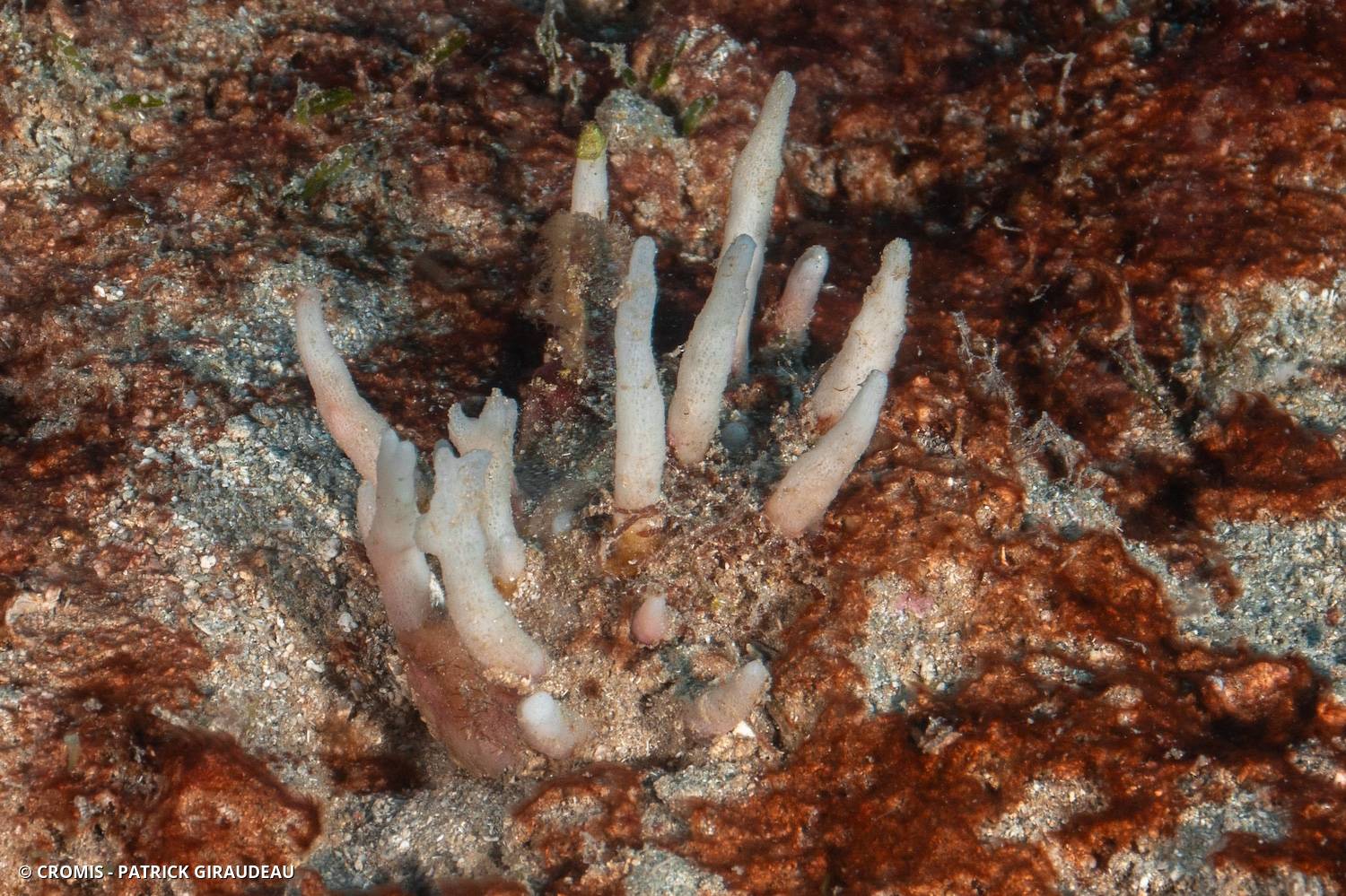 Eponge pinceau des Caraïbes