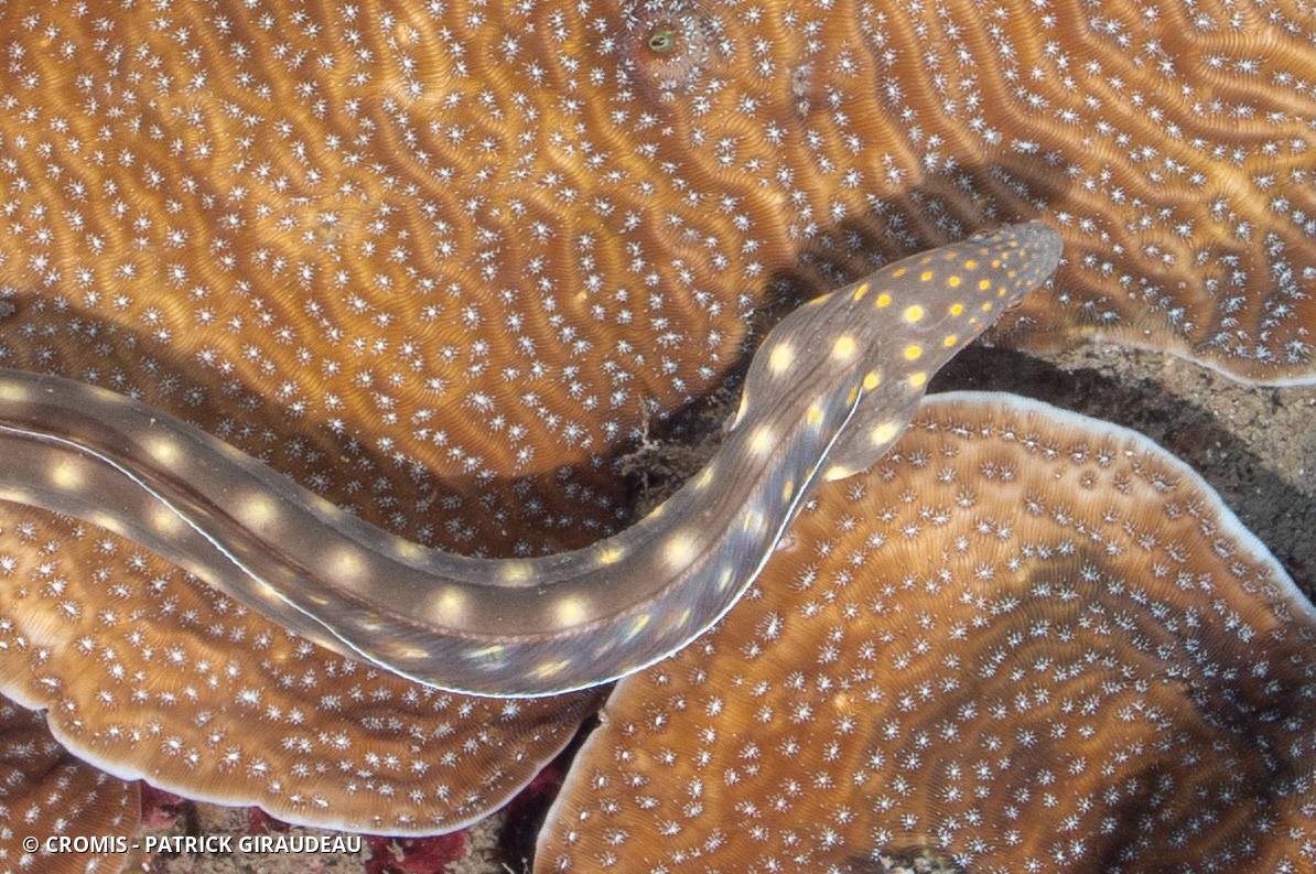 Serpentine dorée
