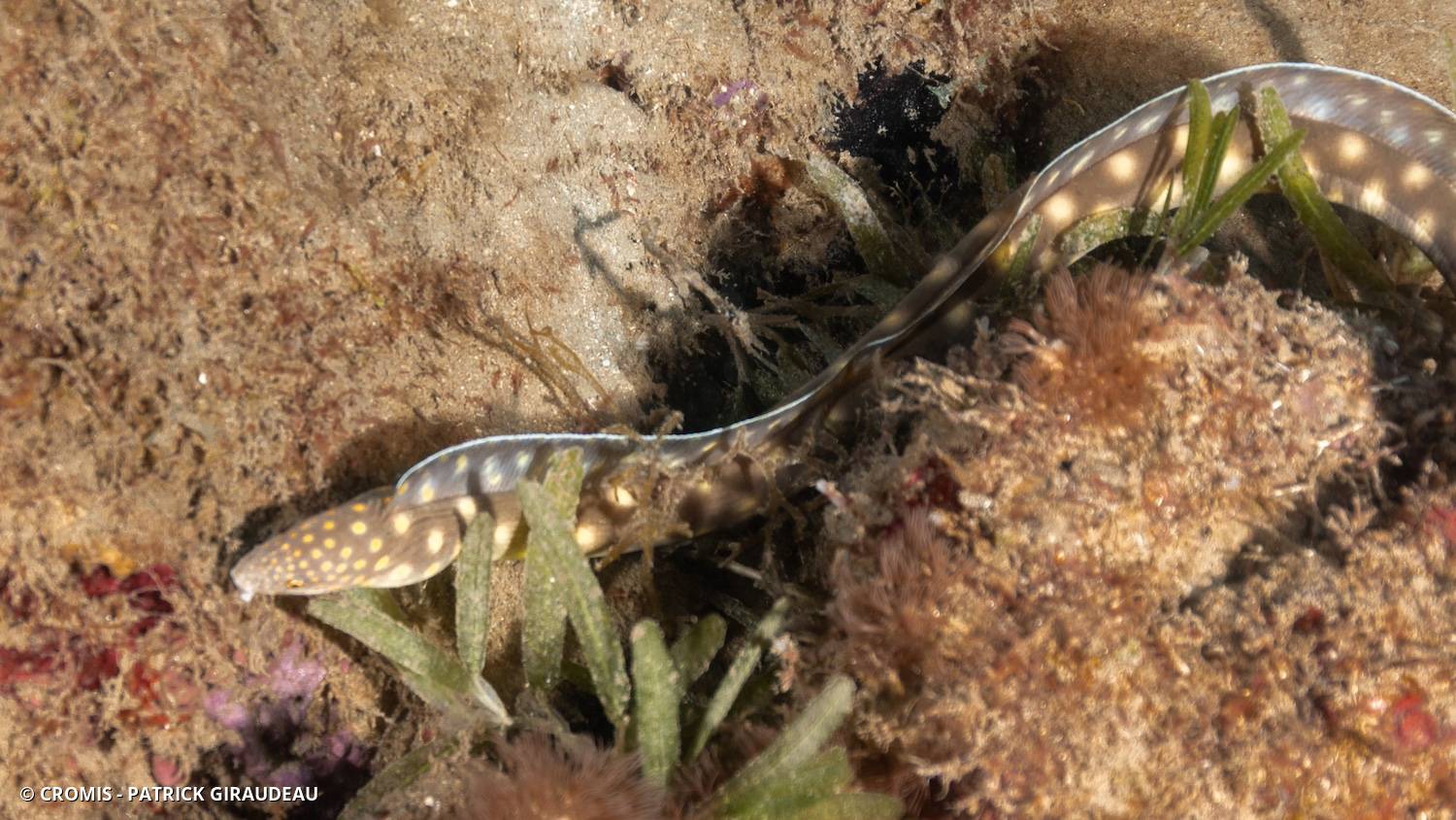 Serpentine dorée
