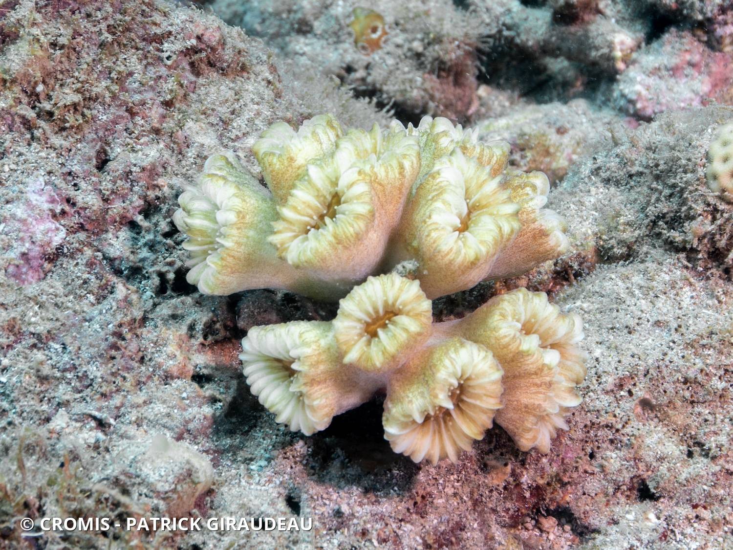 Corail fleur doux