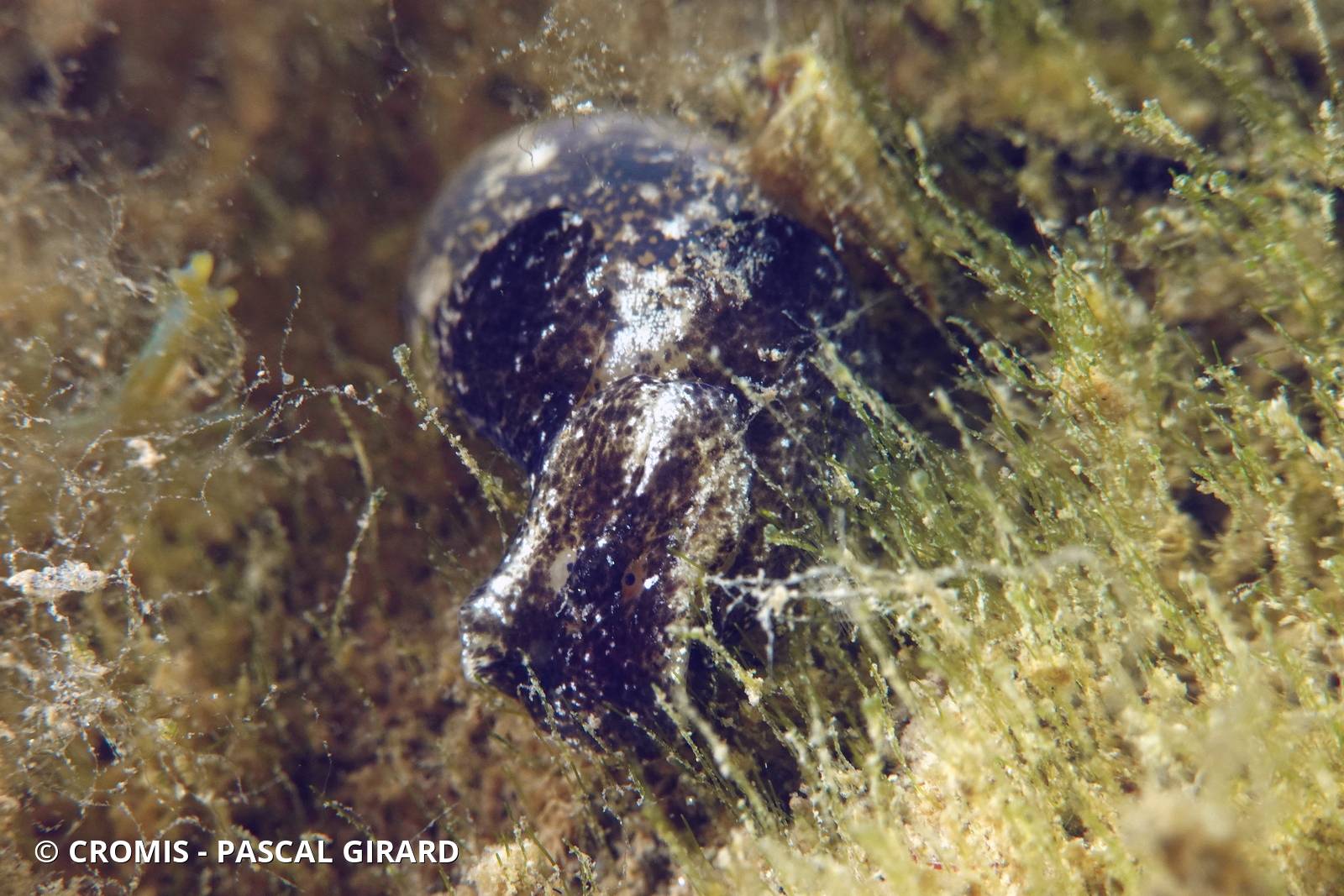 Haminoé hydatis