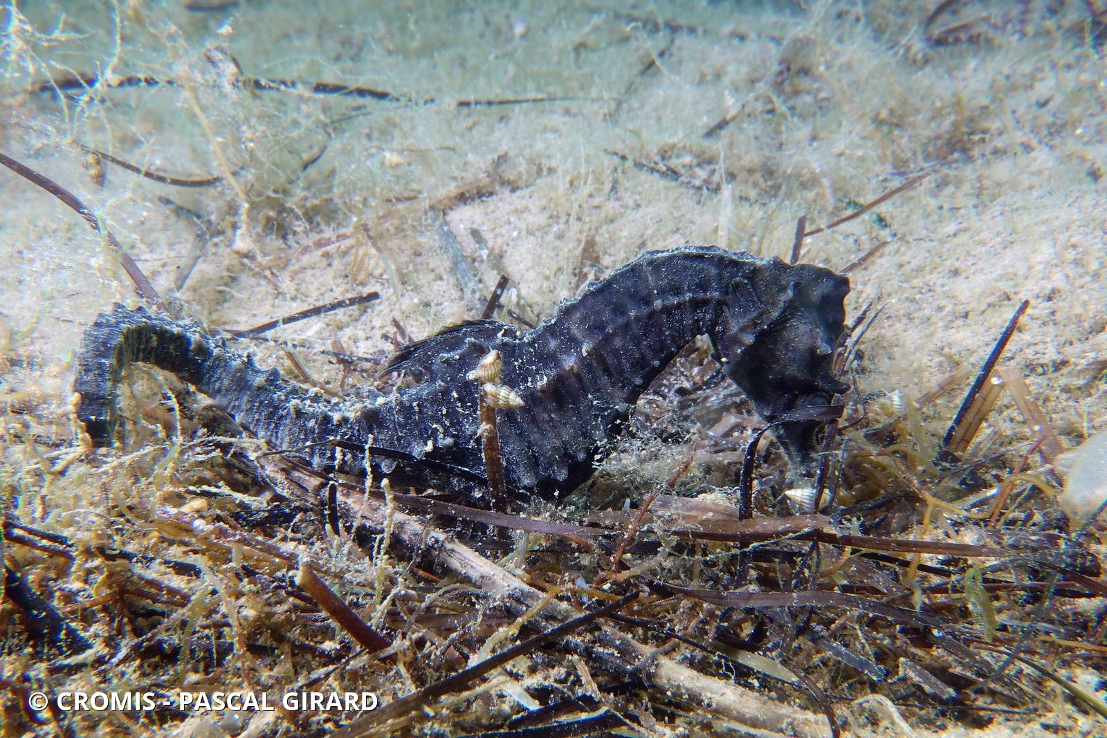 Hippocampe à museau court