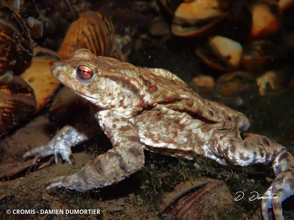 Crapaud commun