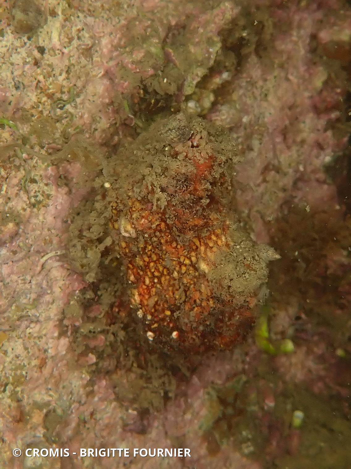 Microcosme à écailles