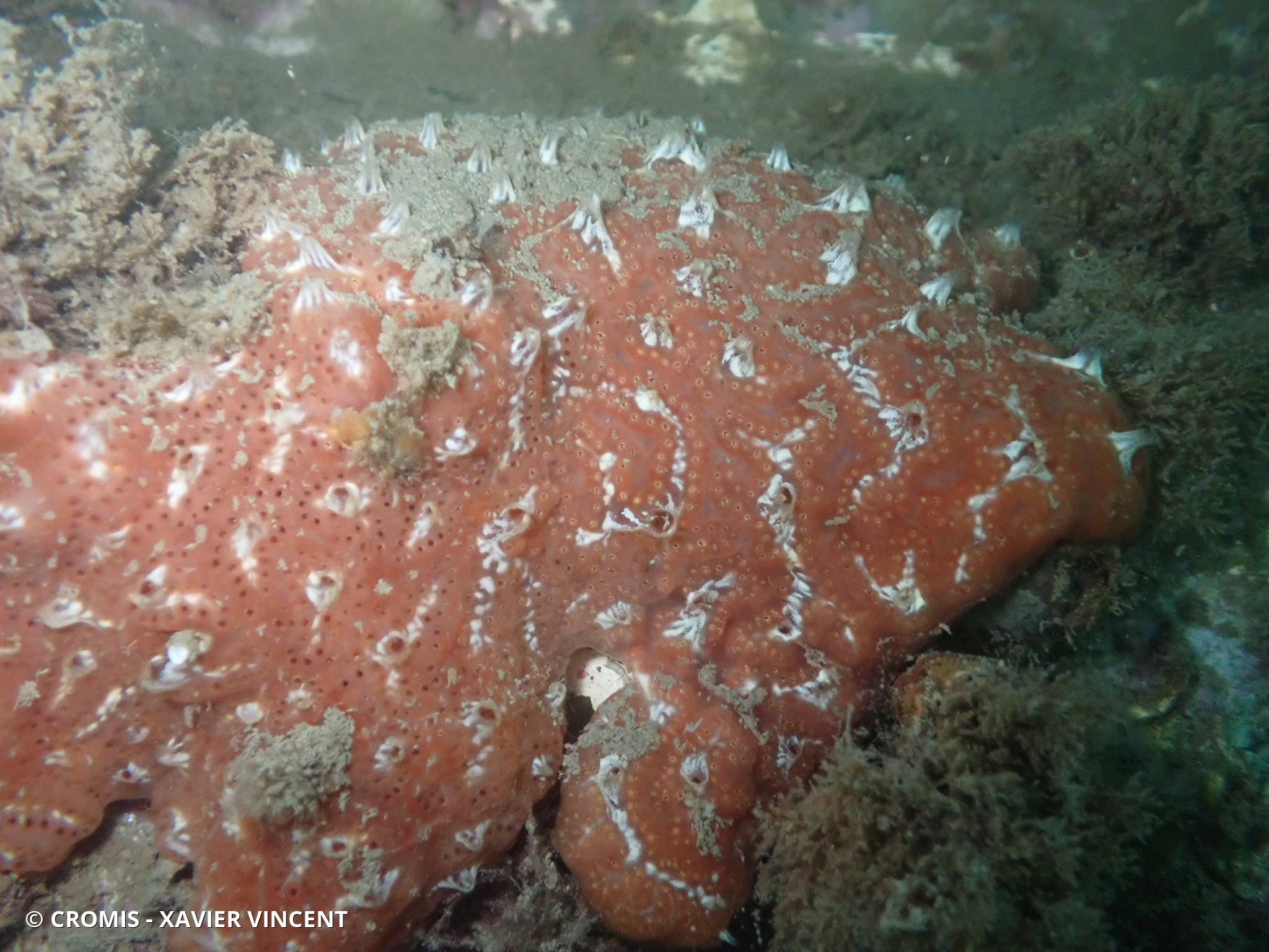 Aplidium de Nordmann (forme méditerranéenne)
