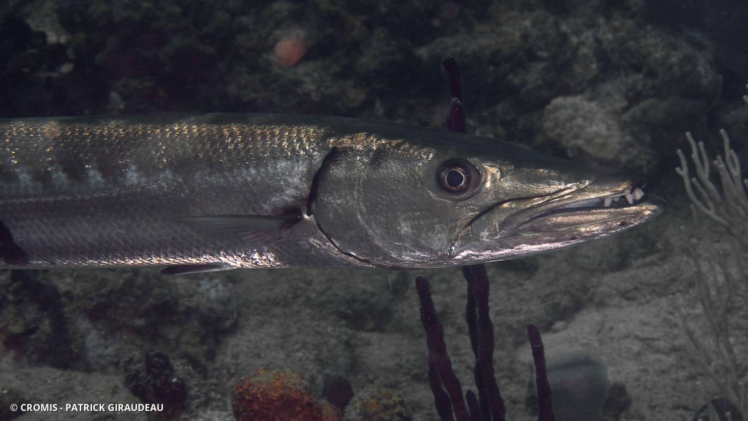 Grand barracuda