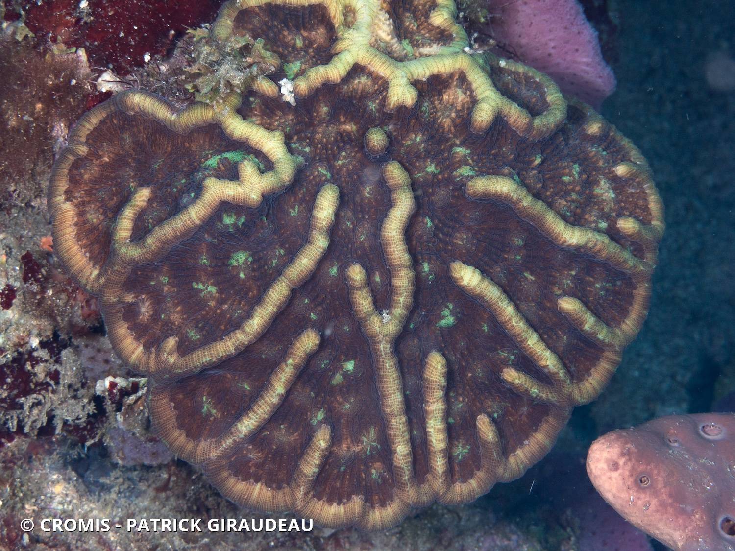 Corail cactus rugueux