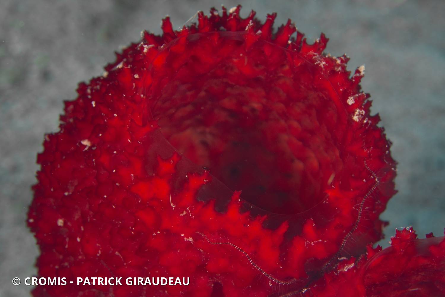 Eponge fraise
