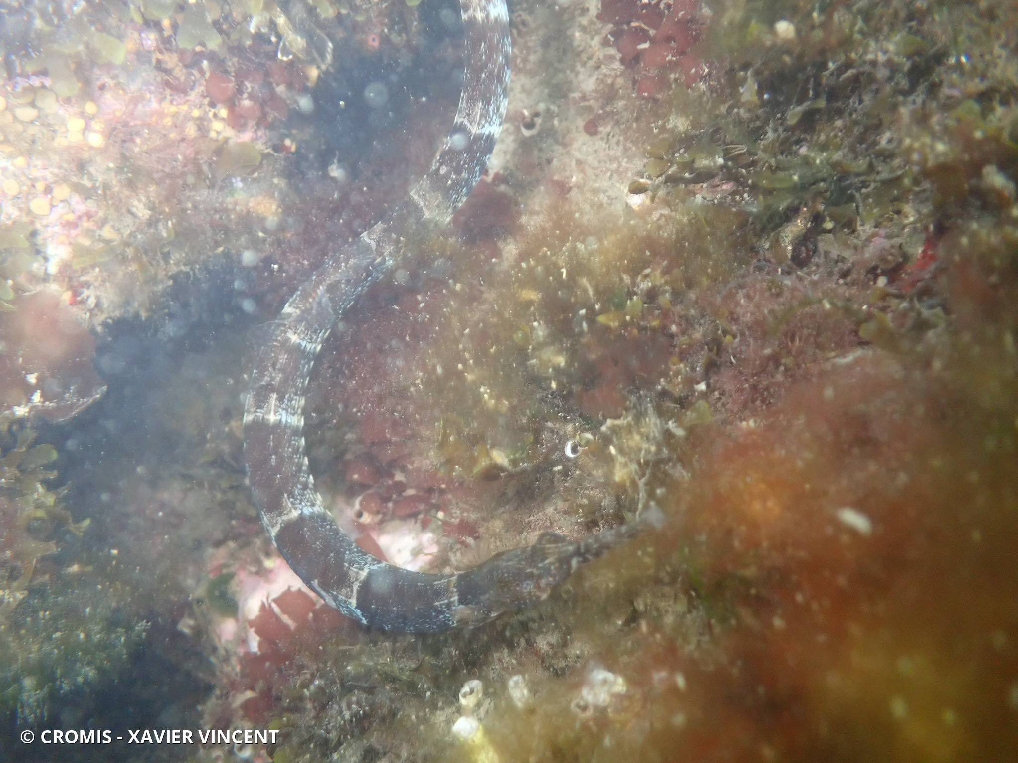 Syngnathe à museau long de Méditerranée occidentale