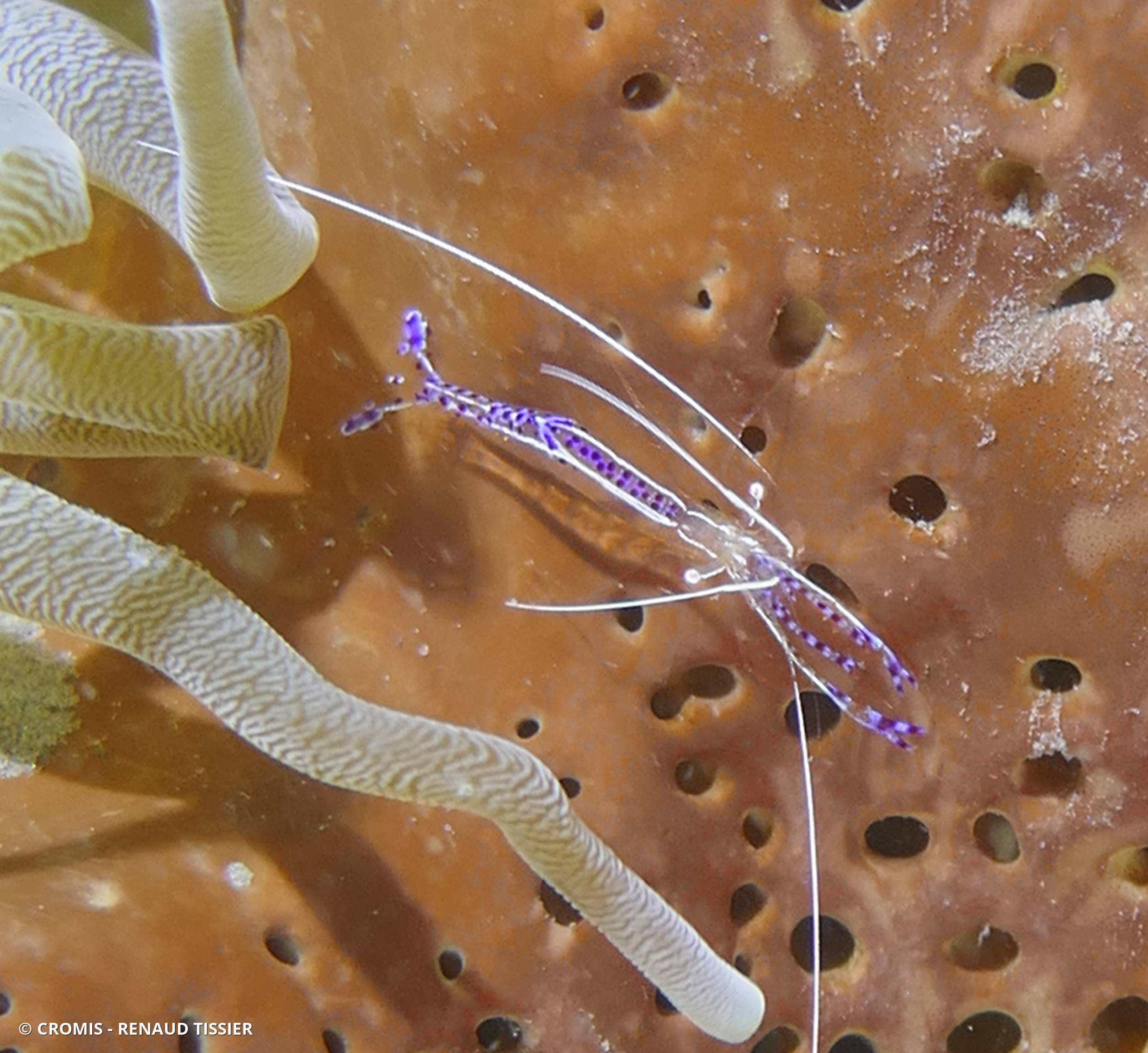 Crevette nettoyeuse de Pederson