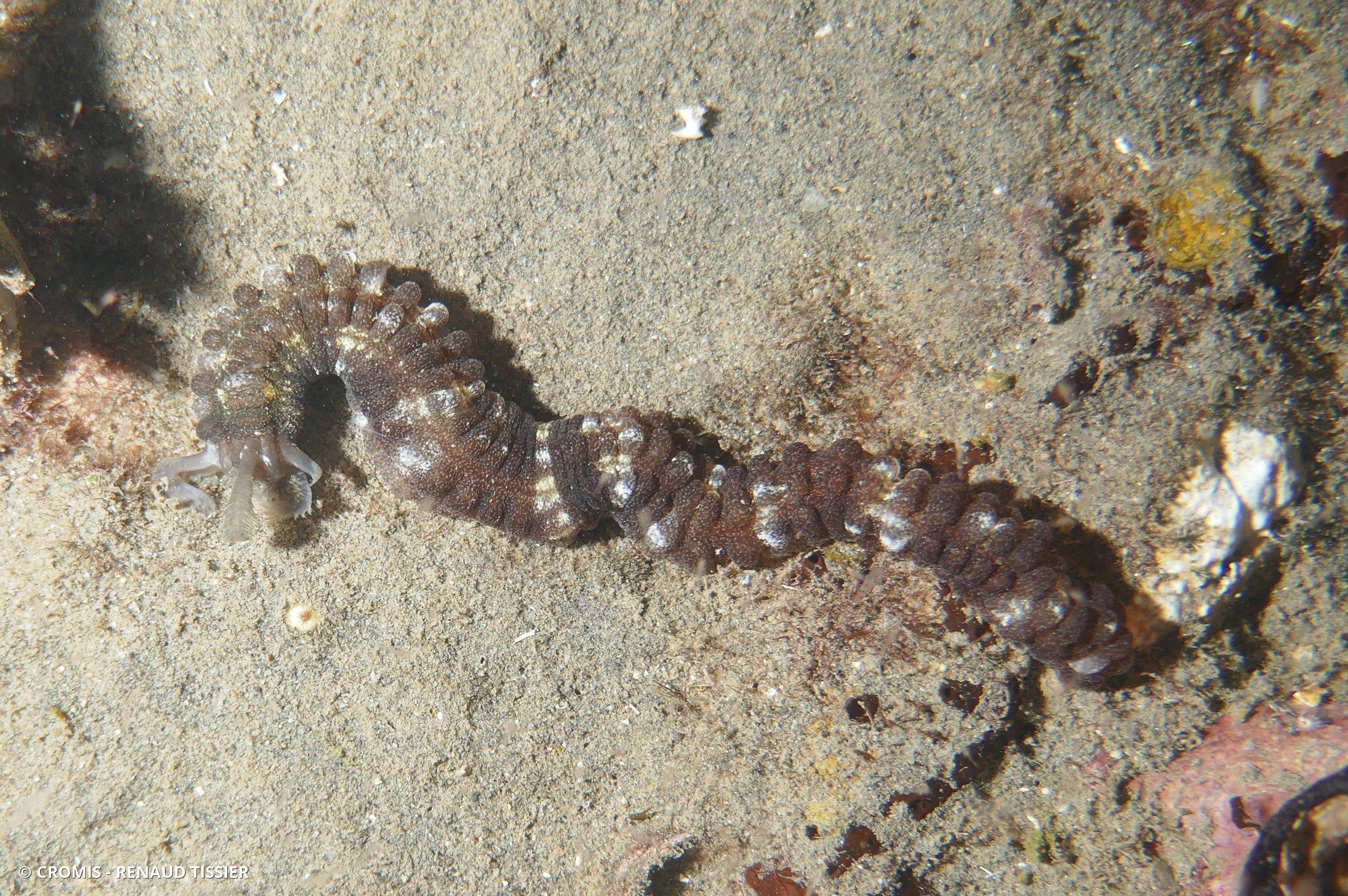 Holothurie serpent collante antillaise