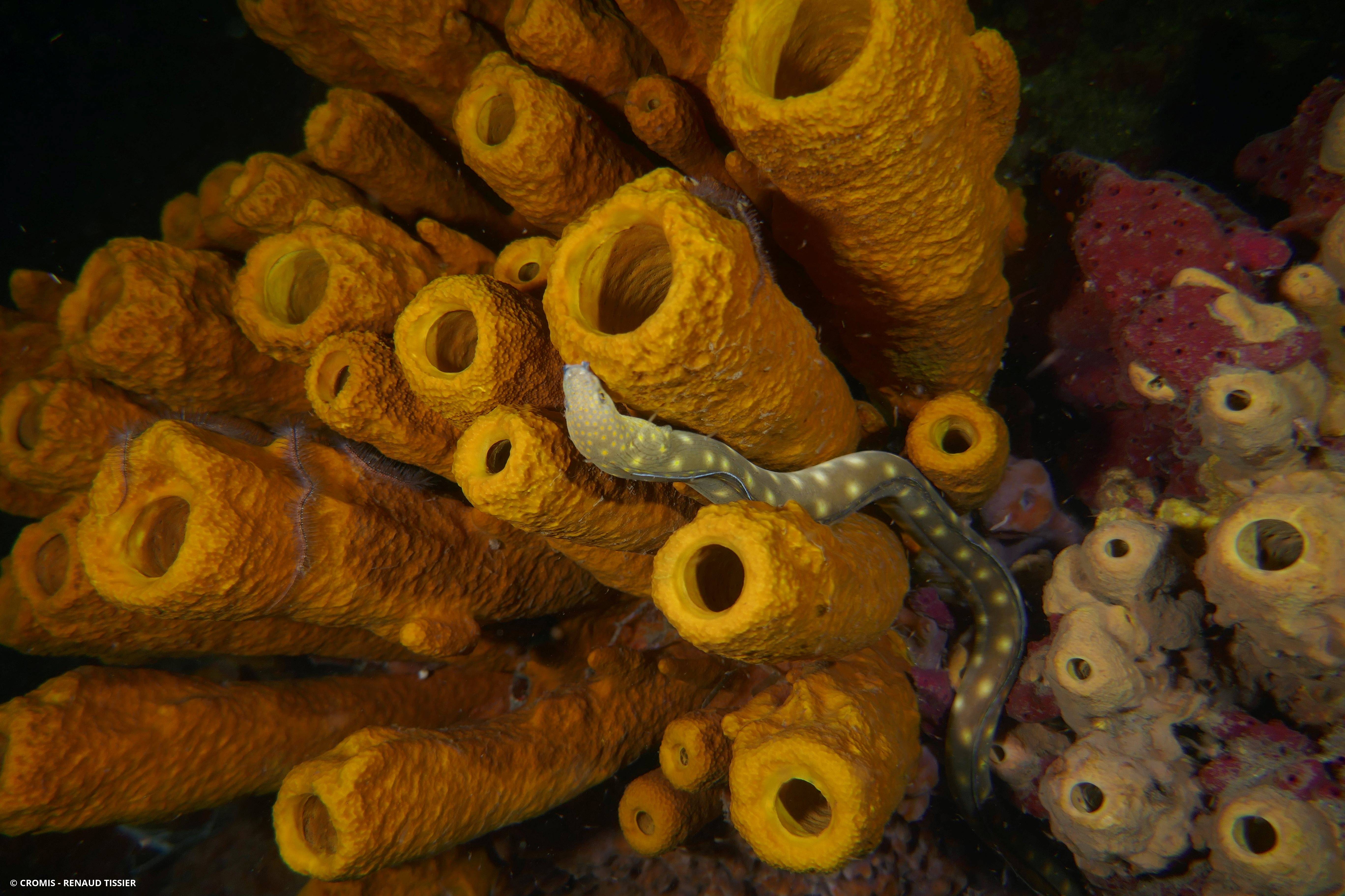 Serpentine dorée