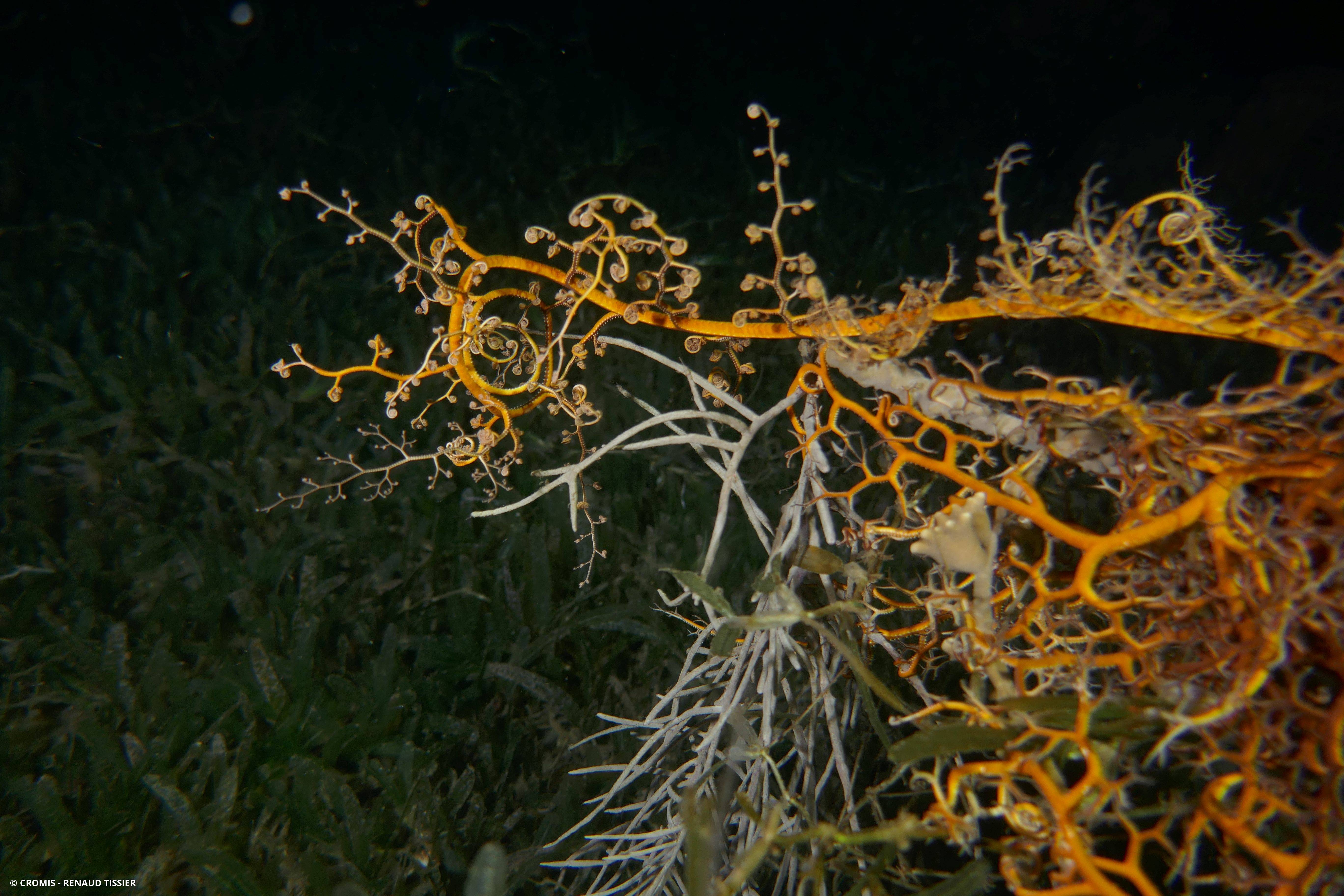 Gorgonocéphale géant