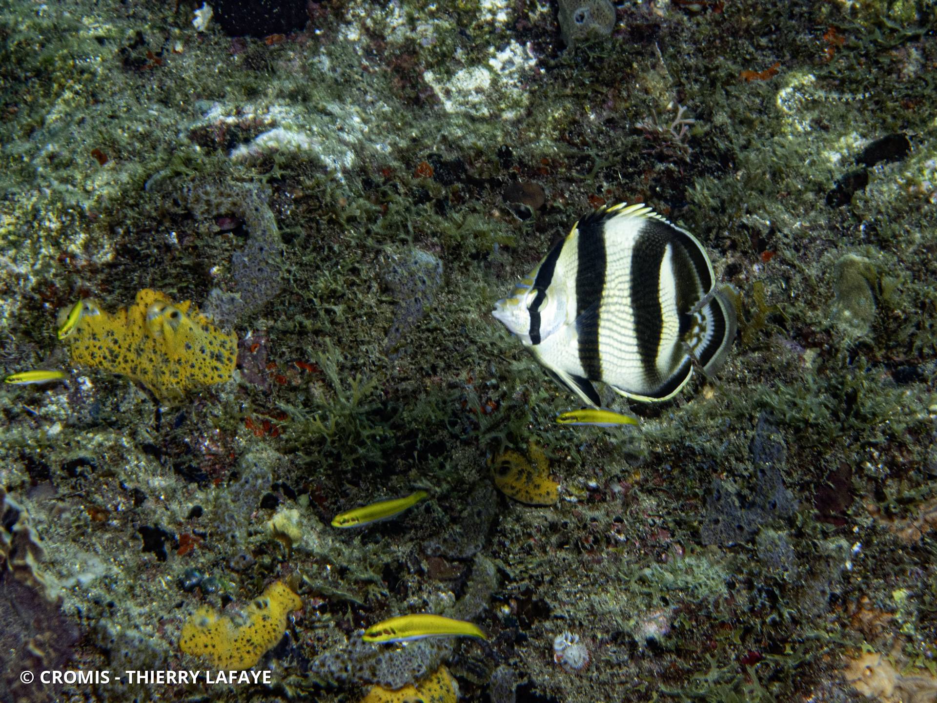 Poisson-papillon strié
