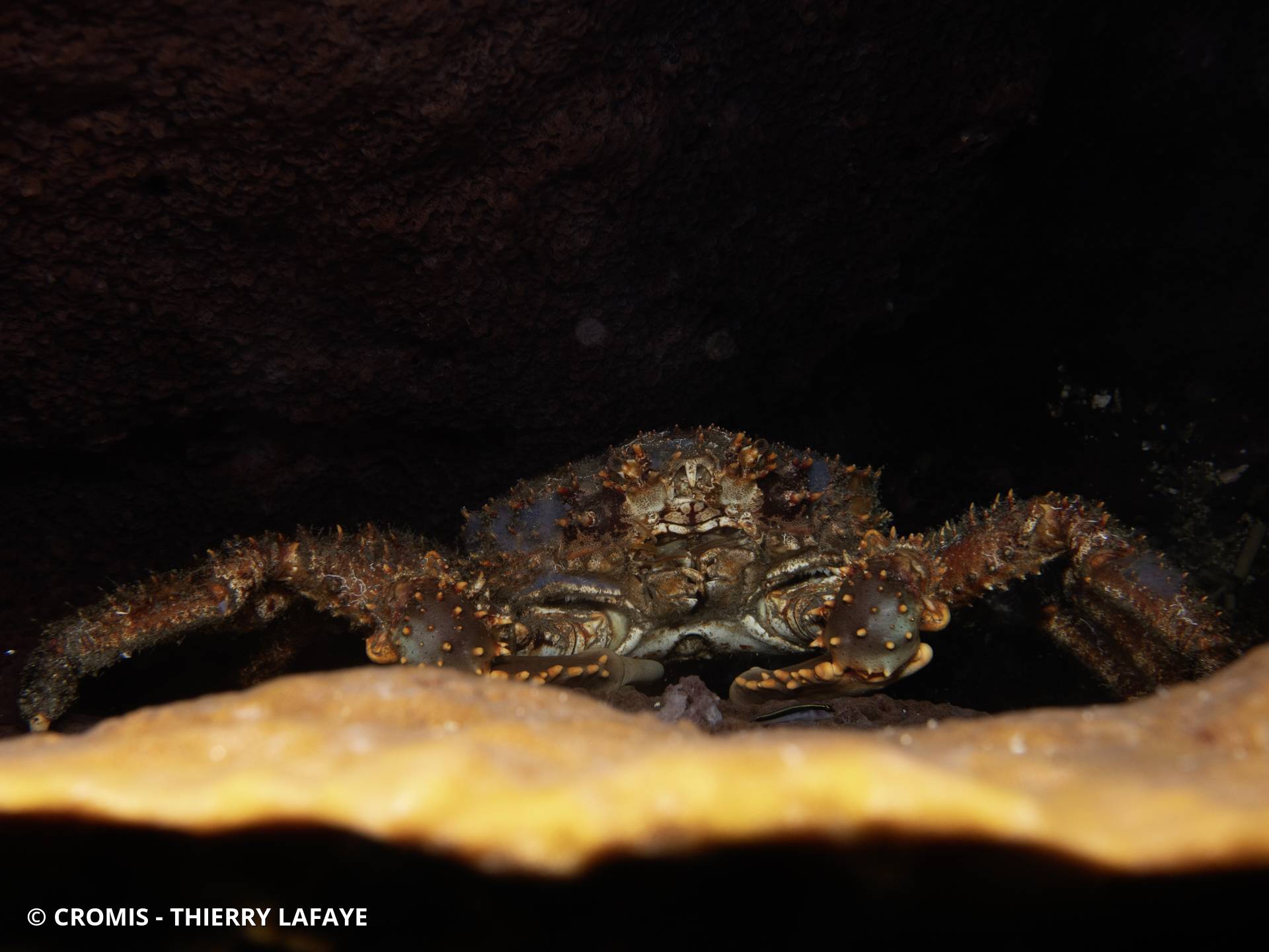 Araignée de mer verruqueuse