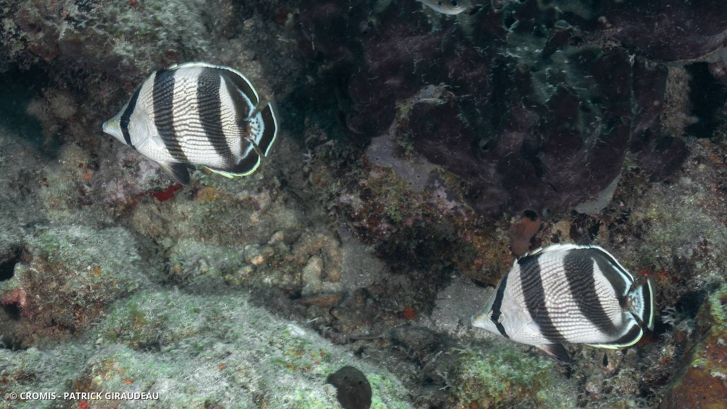 Poisson-papillon strié