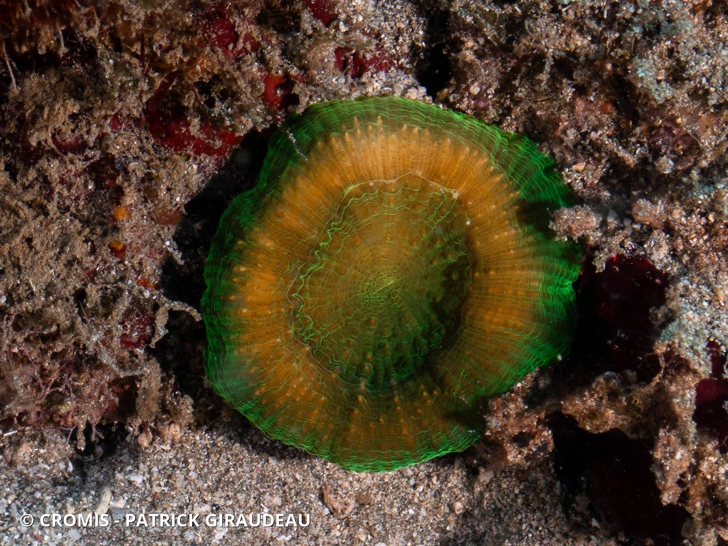 Corail coeur d'artichaut