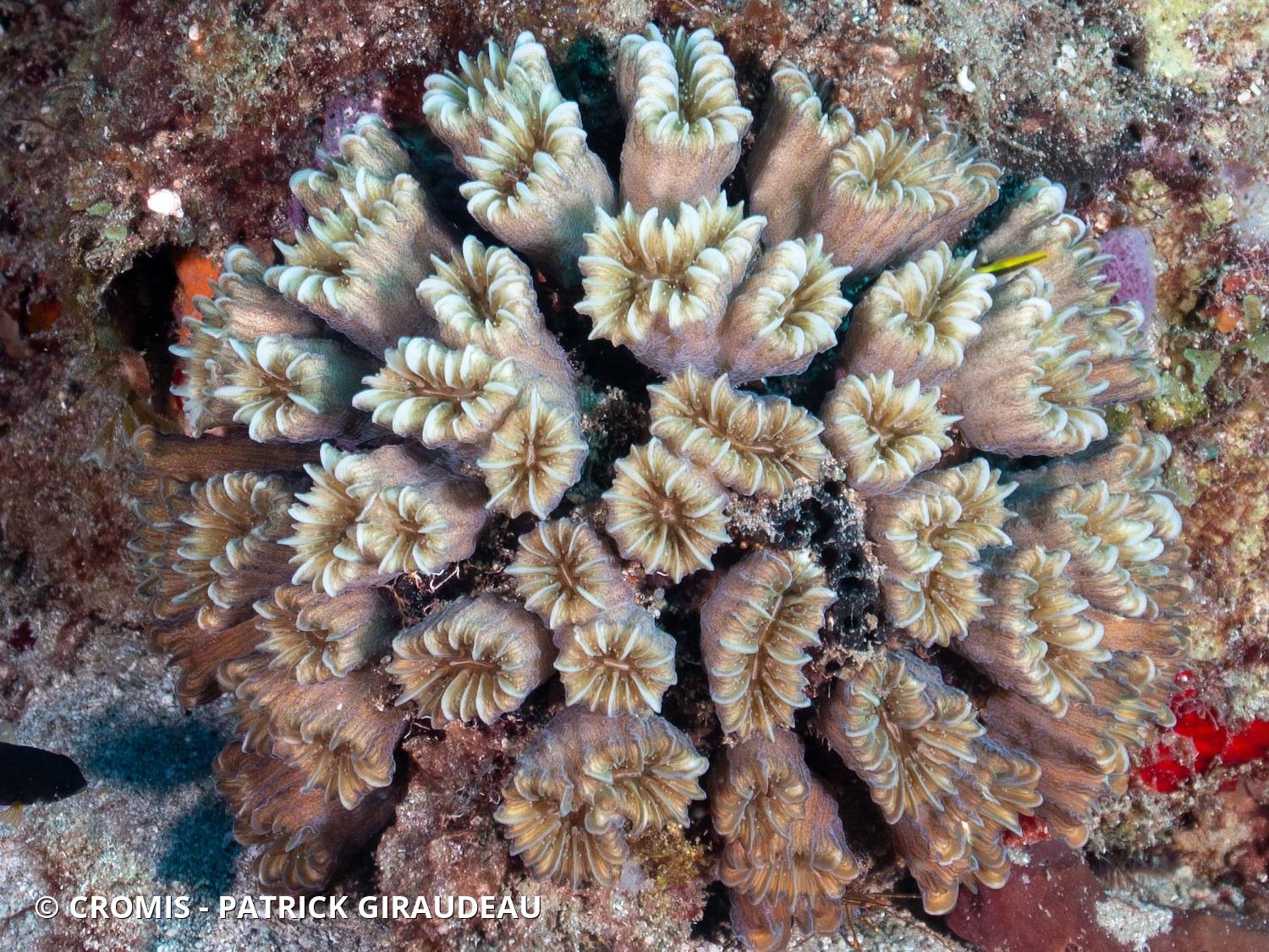 Corail fleur doux
