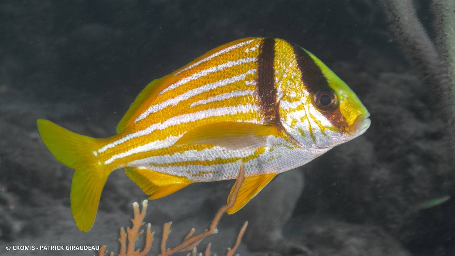 Lippu rondeau