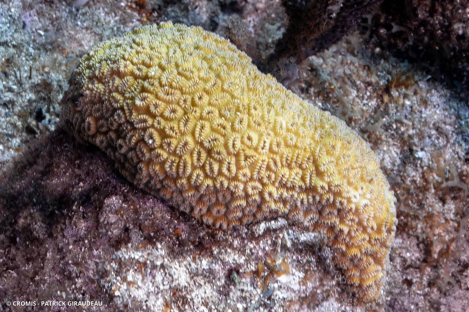 Corail étoilé elliptique