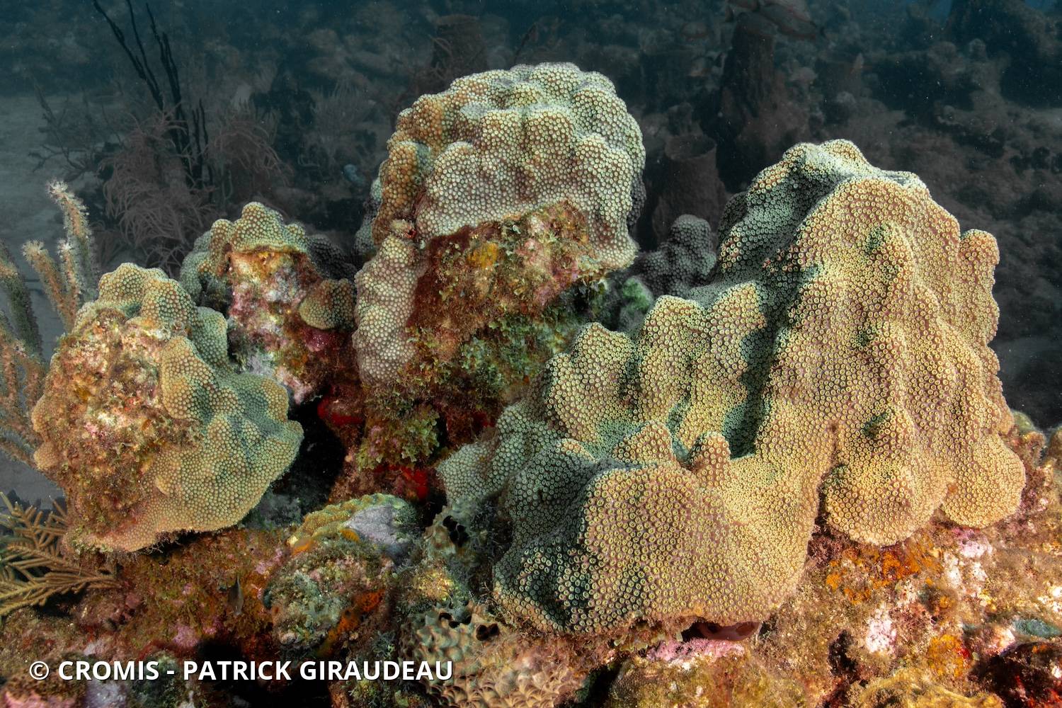 Corail étoilé à bosses