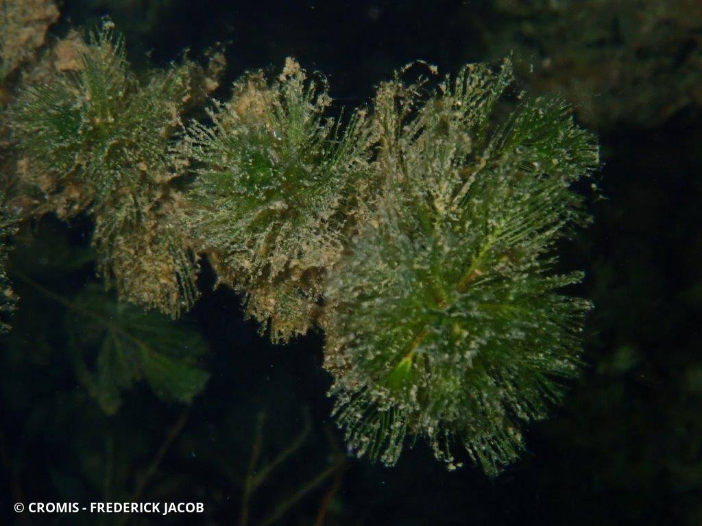 Myriophylle
