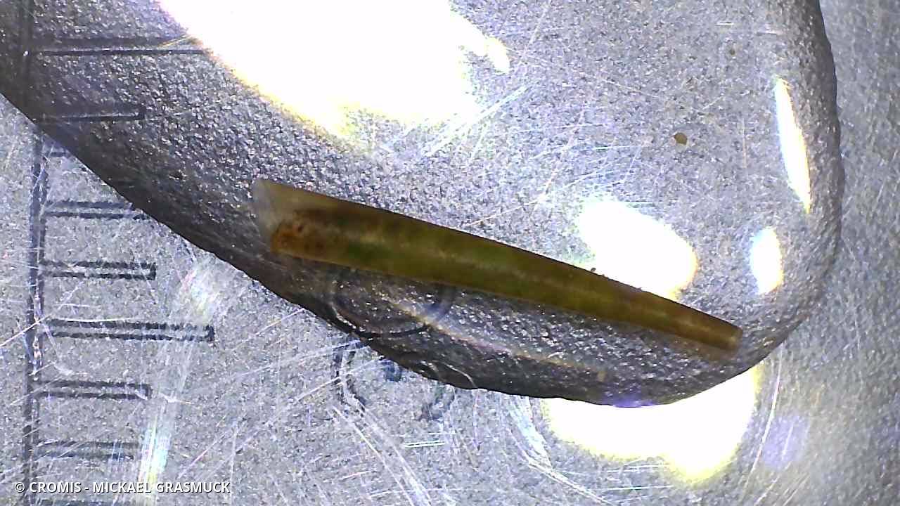 Larves de trichoptères