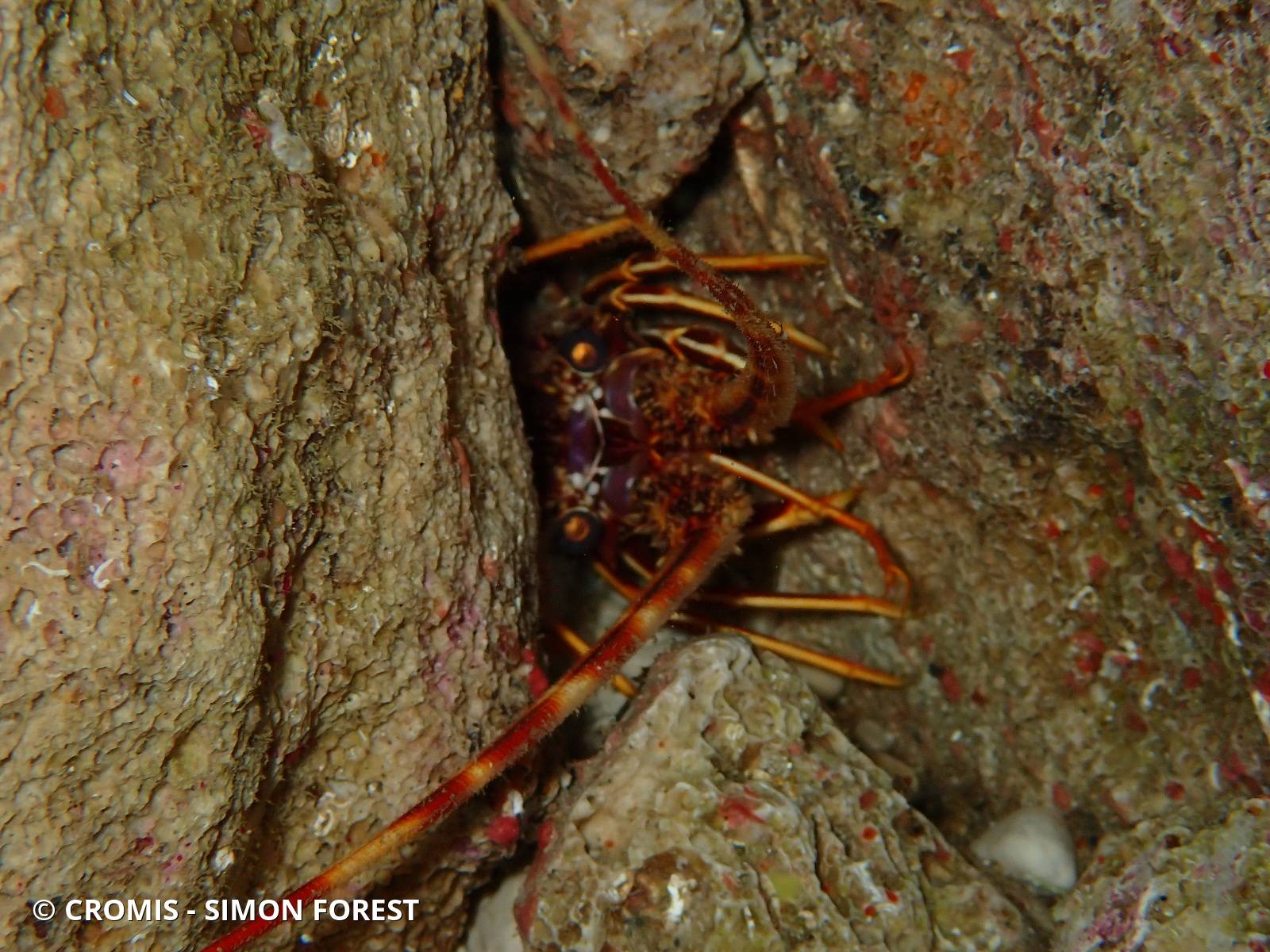 Langouste rouge