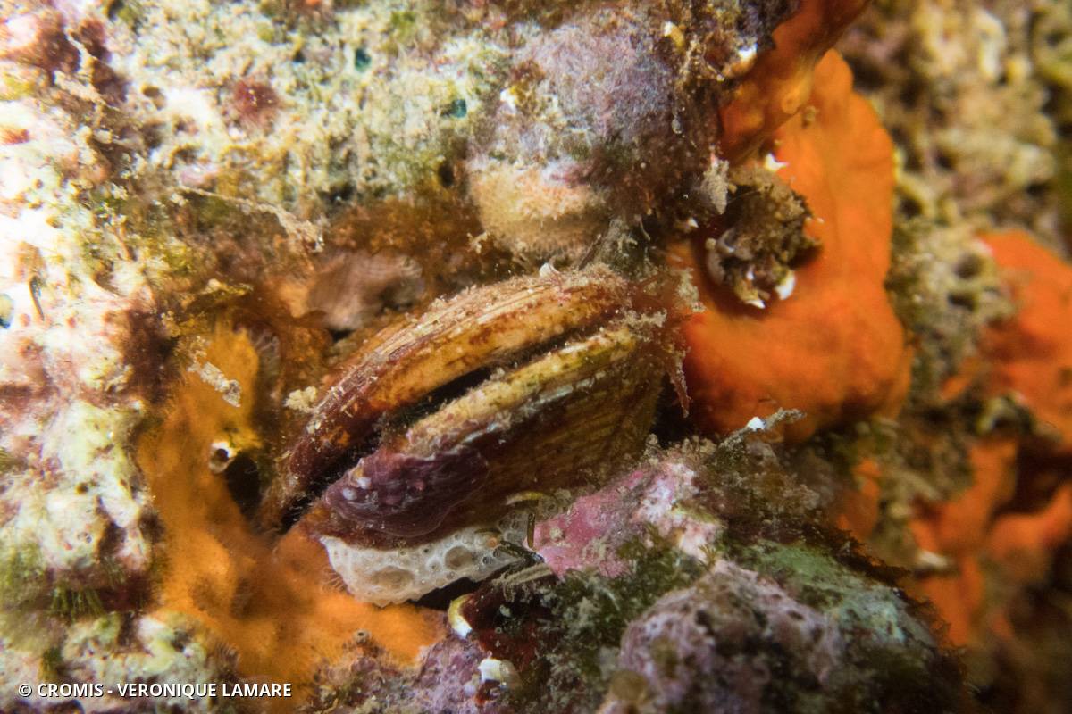Datte de mer