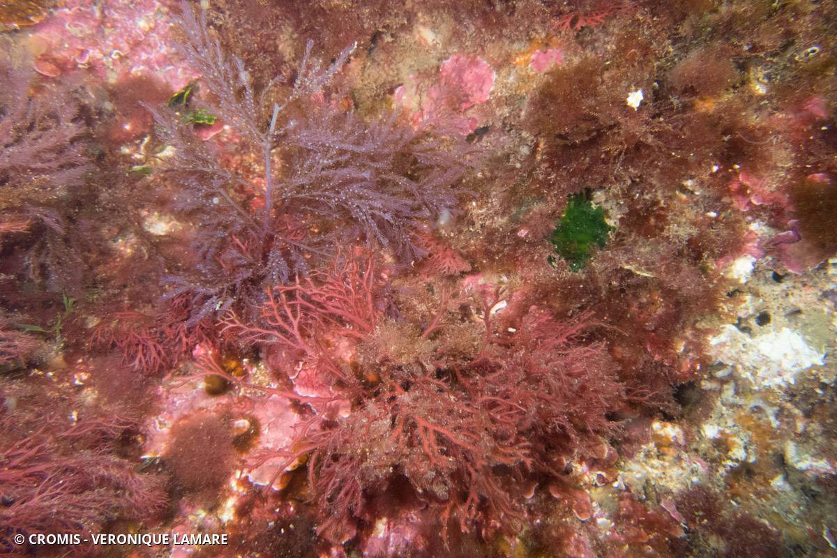 Plume épineuse rouge