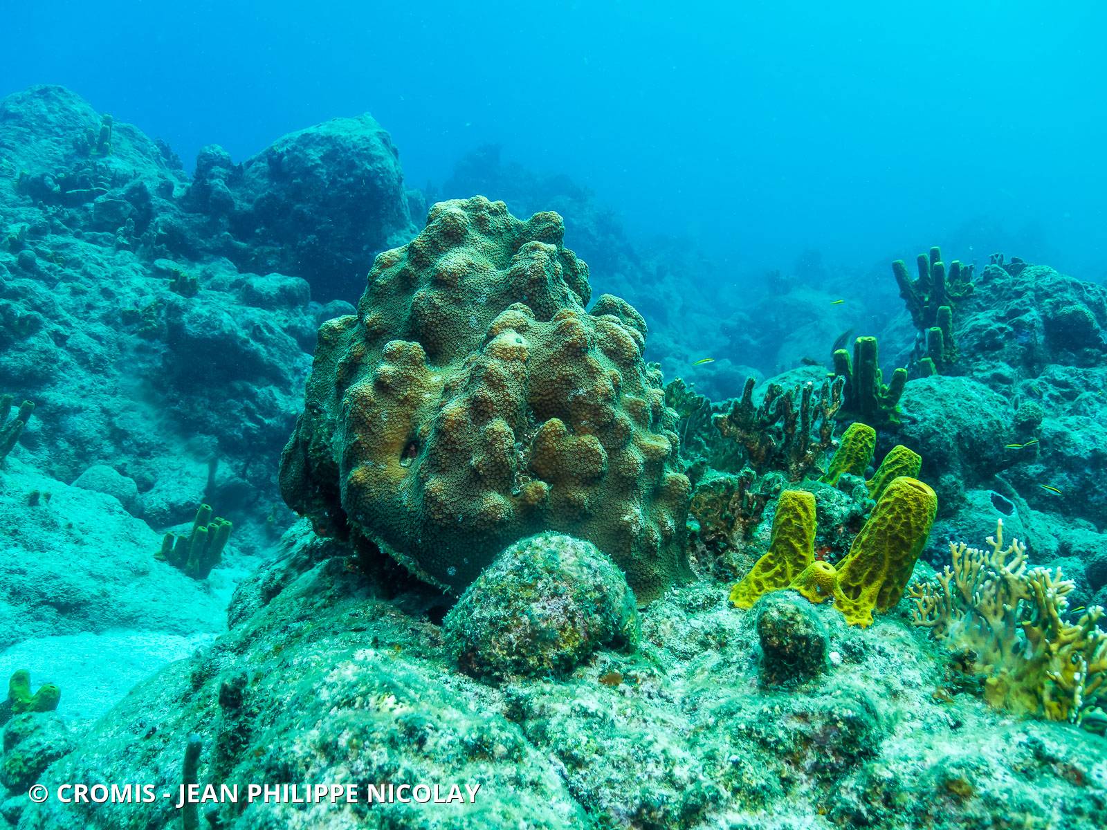Corail étoilé à bosses