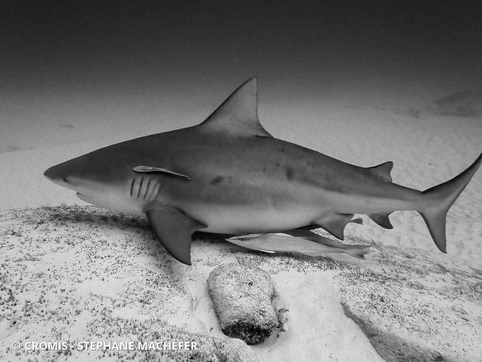 Requin bouledogue