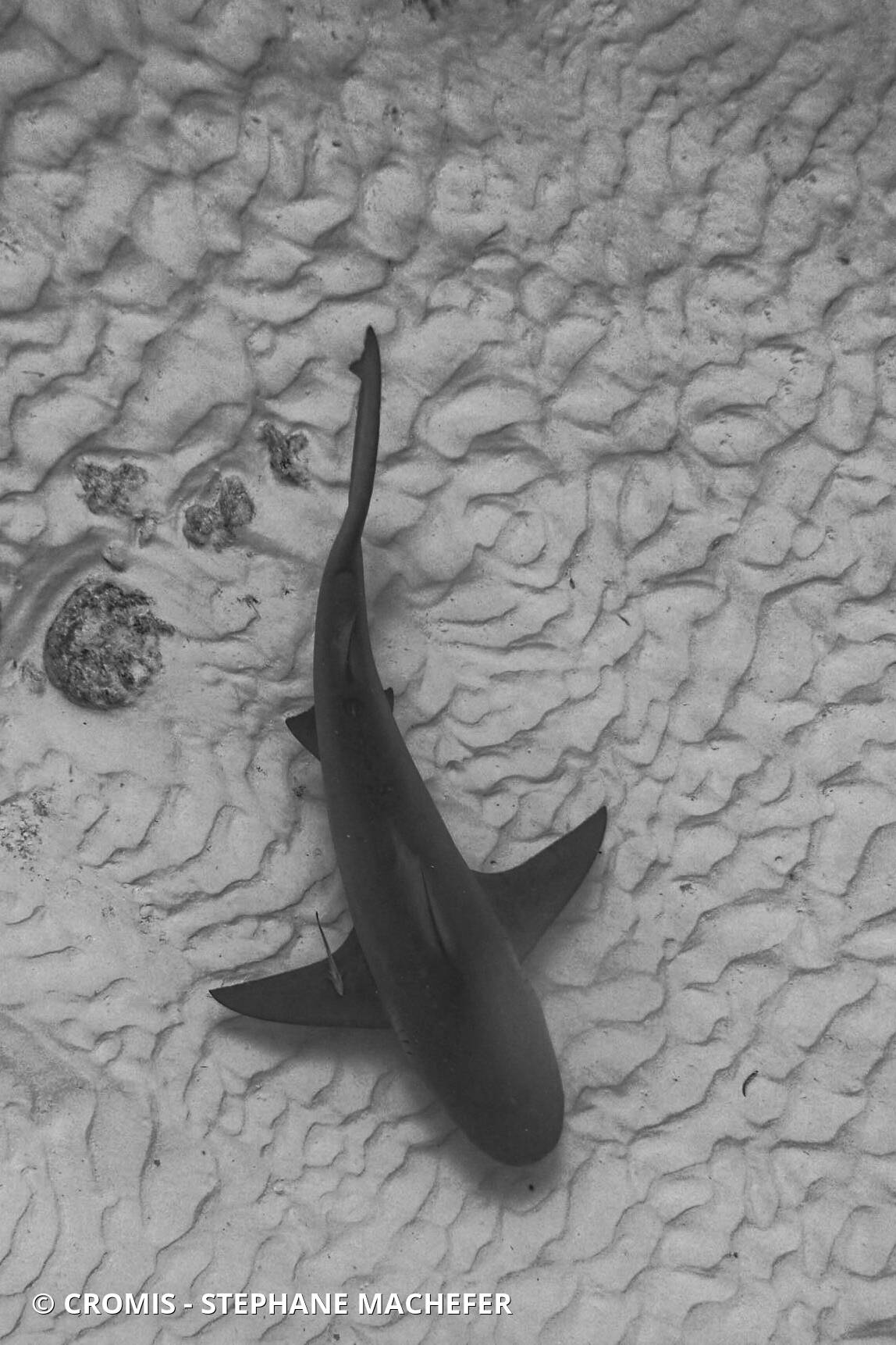 Requin bouledogue