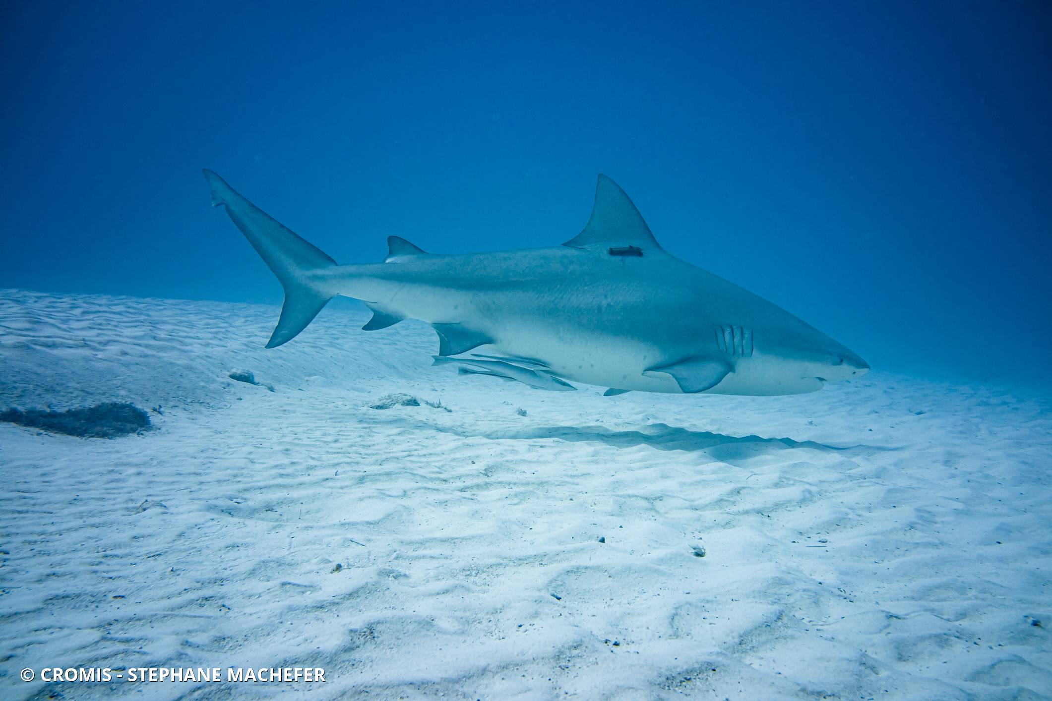Requin bouledogue