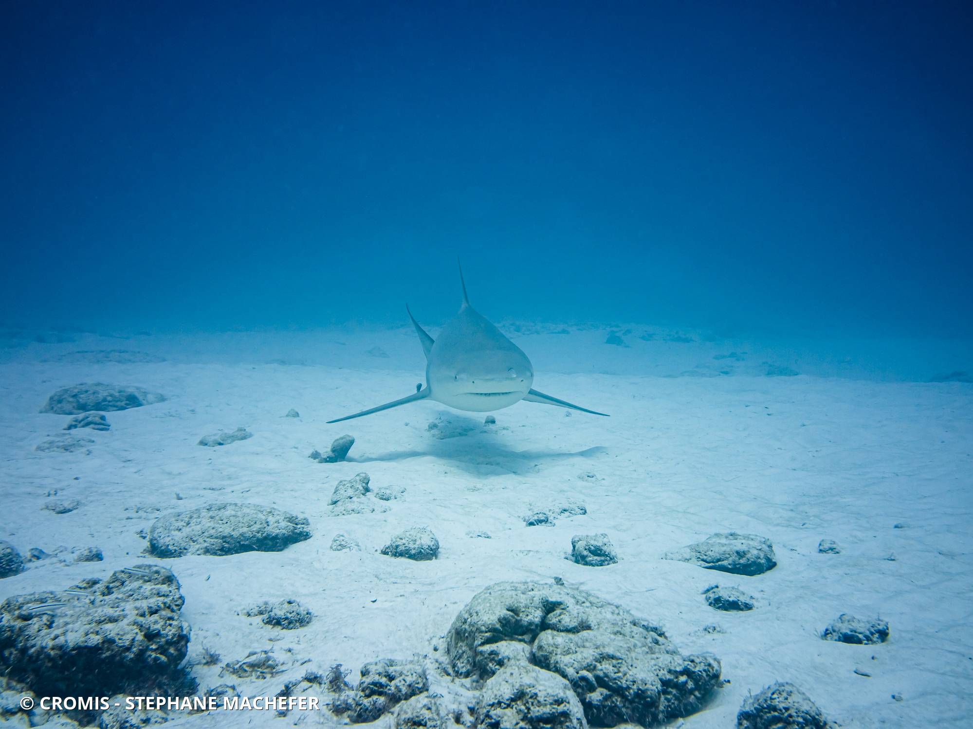 Requin bouledogue