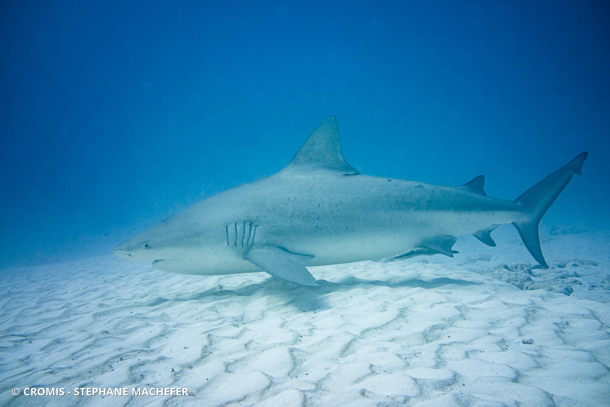 Requin bouledogue