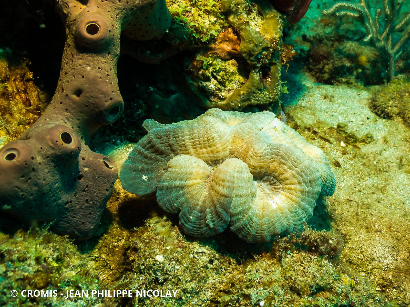 Corail fleur épineux