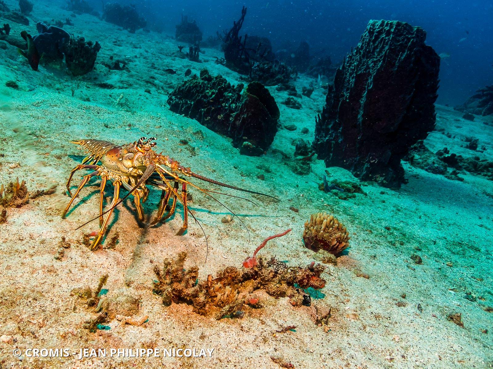 Langouste des Caraïbes
