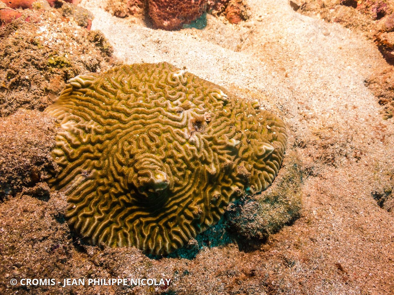 Corail cerveau bosselé