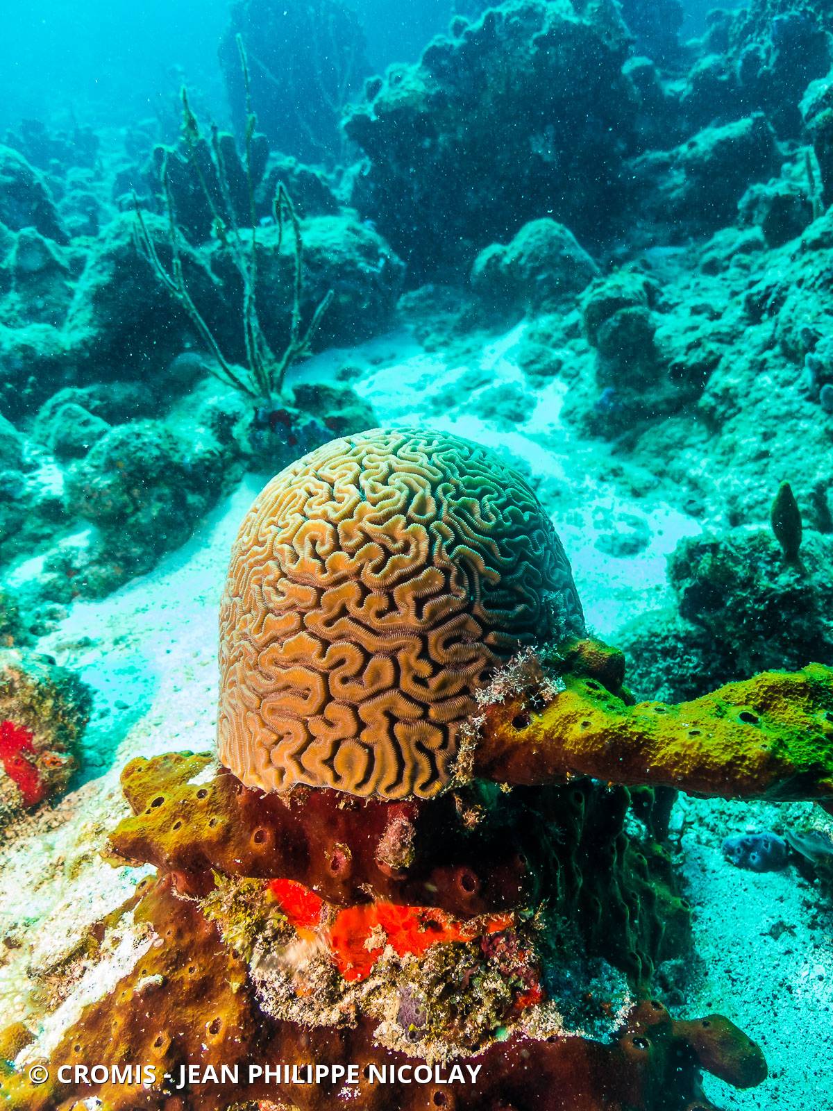 Corail cerveau de Neptune