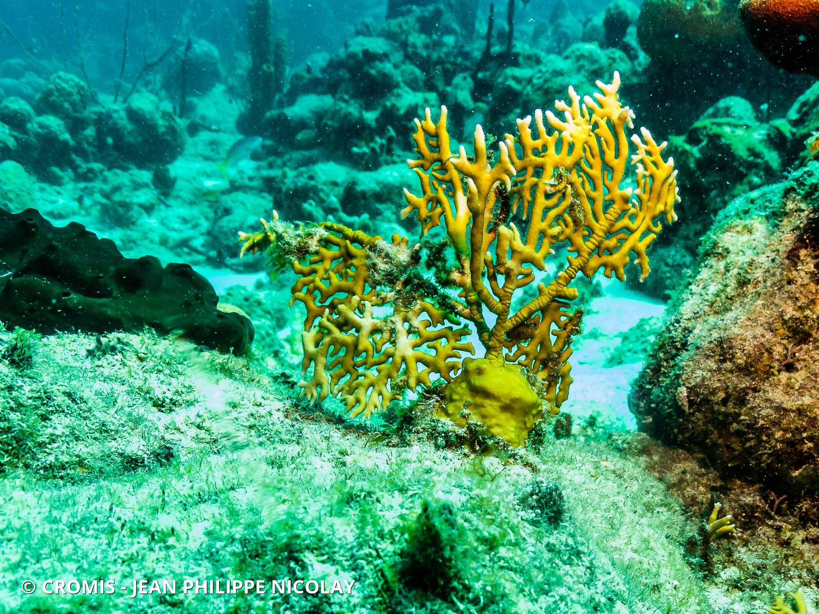 Corail de feu branchu